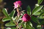 Signe Relander rose photo