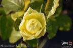 Summertime rose photo