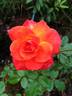 Roman Holiday rose photo