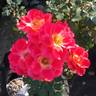 Tootsie rose photo
