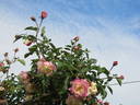 Climbing White Maman Cochet rose photo
