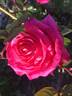 Unconventional Lady rose photo
