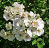 August Deusser rose photo