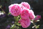 Alexandra - Princesse de Luxembourg rose photo