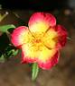Emma de Barcelona rose photo