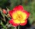 Emma de Barcelona rose photo