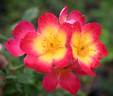 Emma de Barcelona rose photo