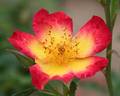 Emma de Barcelona rose photo
