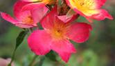 Emma de Barcelona rose photo