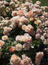Peach Profusion rose photo