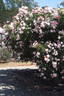 Light Touch rose photo