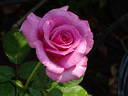 Purple Fragrancia ™ rose photo