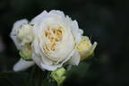 VISilost rose photo