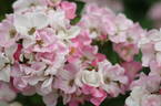 Karez rose photo