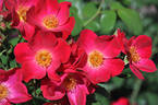 Talbot House® rose photo