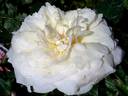 Tchaikovsky ® rose photo