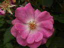 Ayrshire Prince rose photo