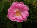 Ayrshire Prince rose photo