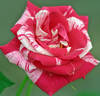 Summer Candy rose photo