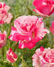 Summer Candy rose photo