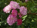 Haschmi Pink rose photo