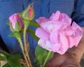 Duchesse de Guermantes rose photo