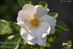 Braunwald Meilland rose photo