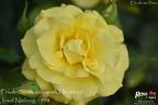 Friedensgedächtnispark Hiroshima rose photo