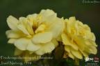 Friedensgedächtnispark Hiroshima rose photo