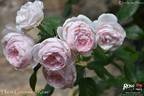 Hans Gönewein Rose rose photo