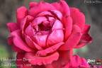 Hildegard von Bingen rose photo