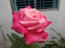 Bahurupi rose photo