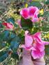 Fires of Alamo rose photo