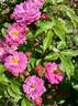 Elaine Frawley rose photo