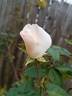 Anne-Aymone Giscard d'Estaing rose photo