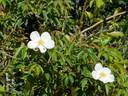Montecito rose photo