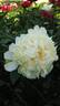 White Charm peony photo