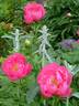 Cytherea peony photo