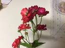 Golden Salmon rose photo