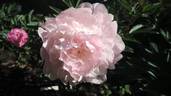 Dolorodell peony photo