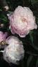 Nick Shaylor peony photo