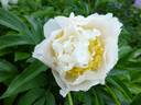 Cheddar Surprise peony photo