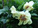 Border Charm peony photo