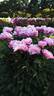 Walter Faxon peony photo