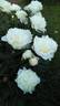 Henry Sass peony photo