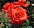 Roklea ® rose photo