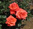 Roklea ® rose photo