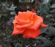 Roklea ® rose photo