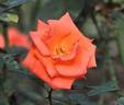 Roklea ® rose photo