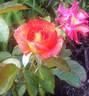 Patchwork rose photo
